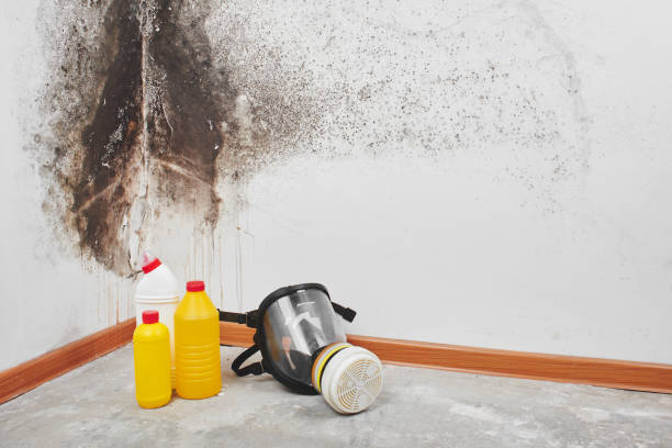 Best Industrial Mold Remediation in Wells, NV