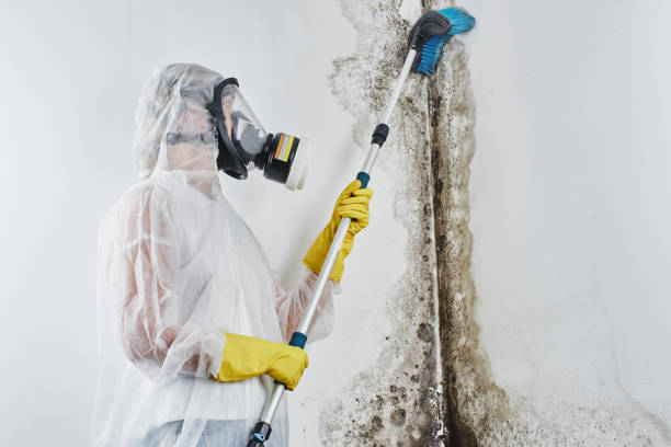 Best Mold Remediation for Specific Building Types in Wells, NV