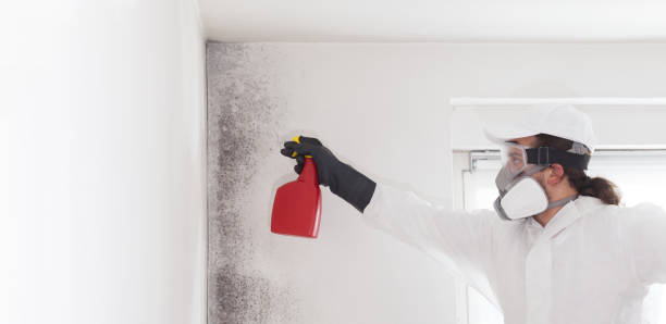 Best Kitchen Mold Remediation in Wells, NV