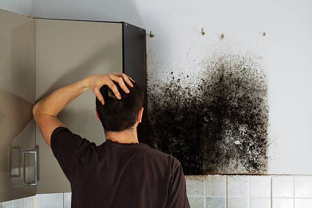 Best Residential Mold Remediation in Wells, NV