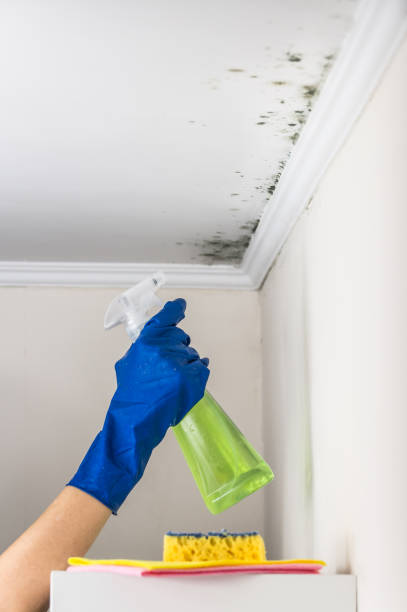 Best Commercial Mold Remediation in Wells, NV